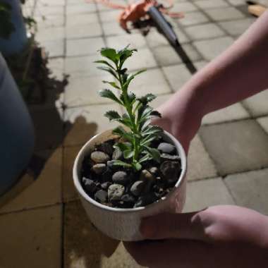 Aleta's garden