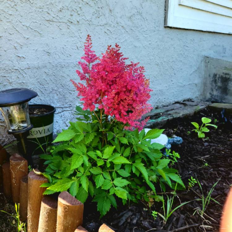 plant image 1540996