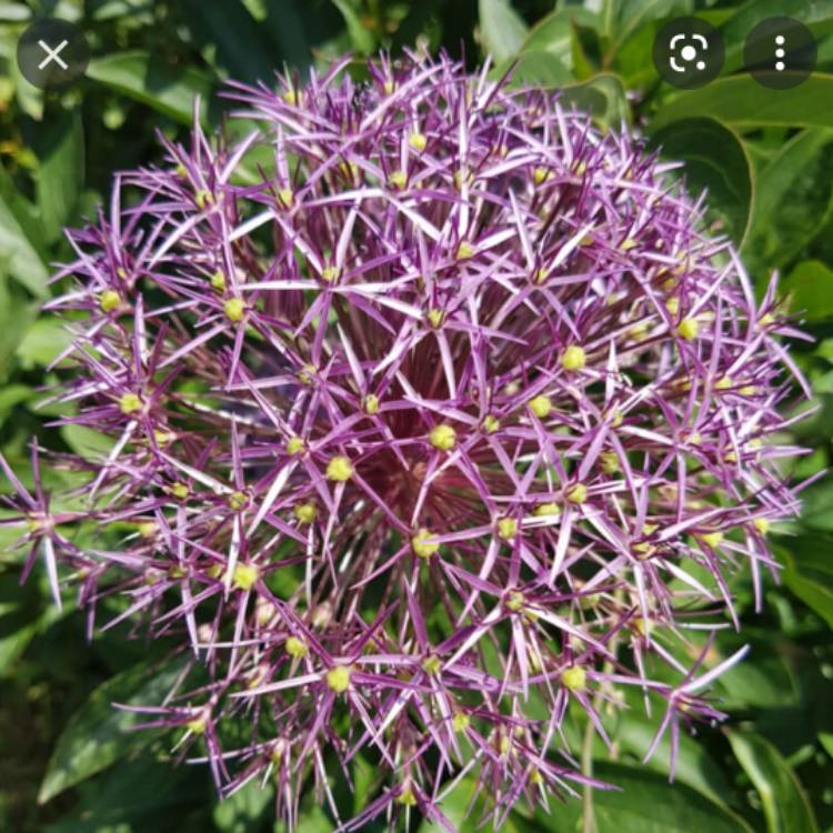 plant image 1541150