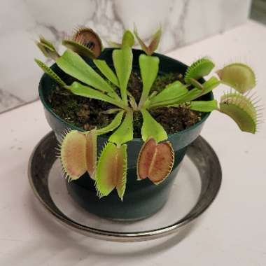 Venus Fly Trap