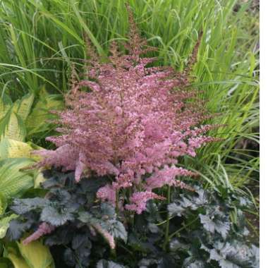 Astilbe 'Chocolate Kiss'