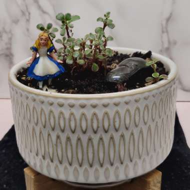 Sedum Spurium 'Tricolor'