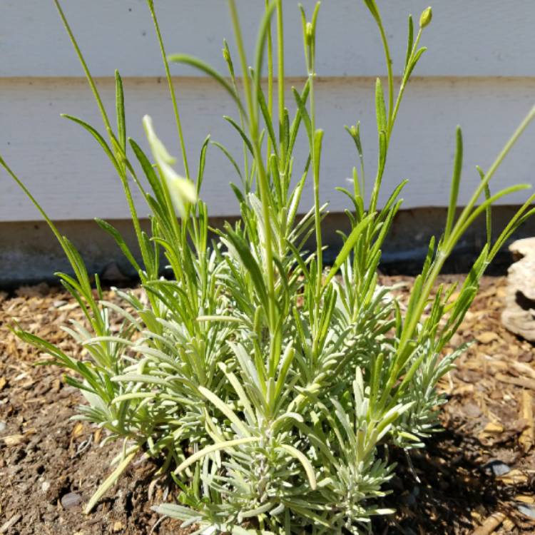 Plant image Lavandula x intermedia 'Provence'