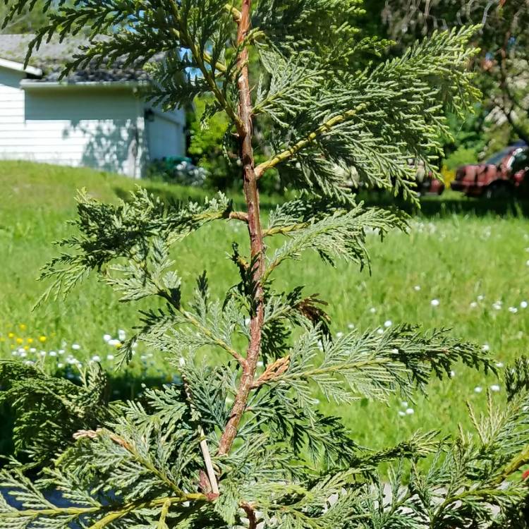 Plant image Cupressus