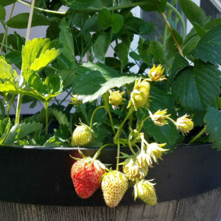Plant image Fragaria x ananassa 'Fort Laramie'