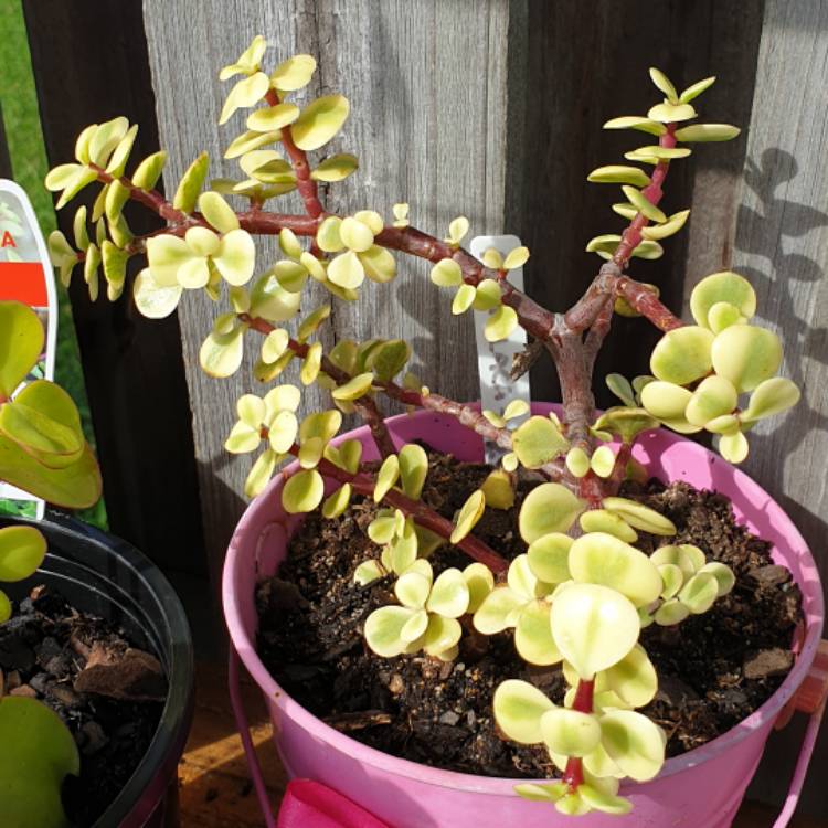 plant image 1009430