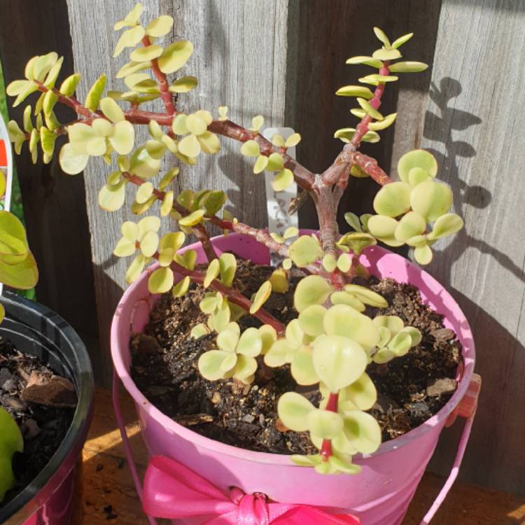 plant image 1009438