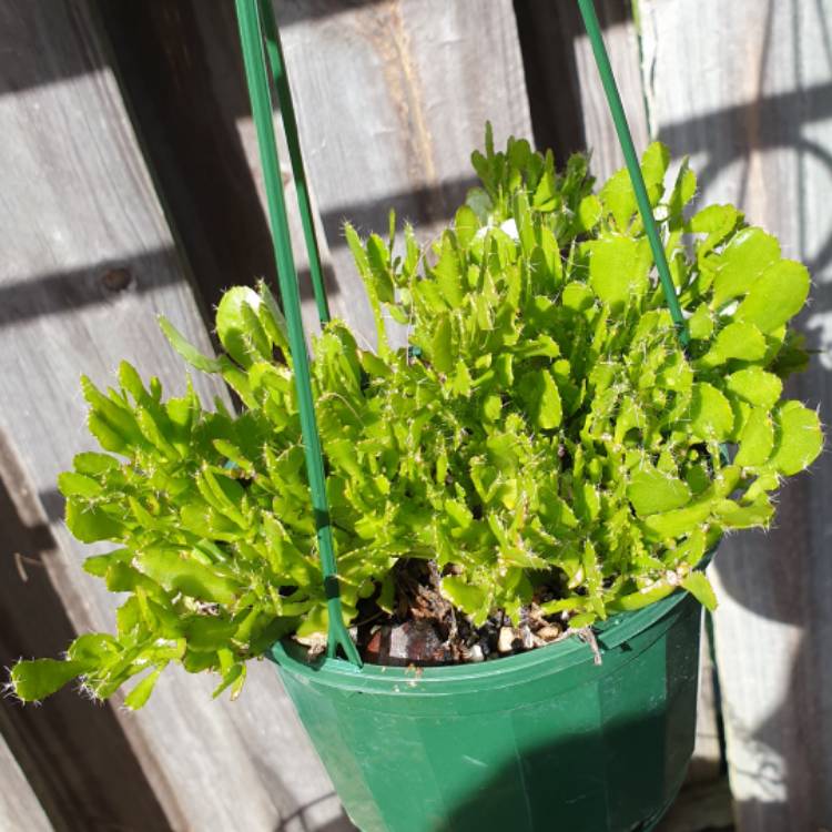 plant image 1009462