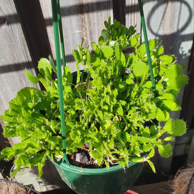 plant image 1009464