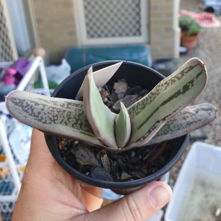 plant image 1009874