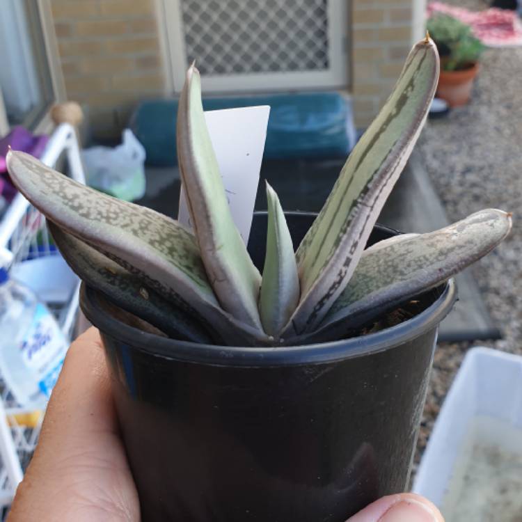 plant image 1009875