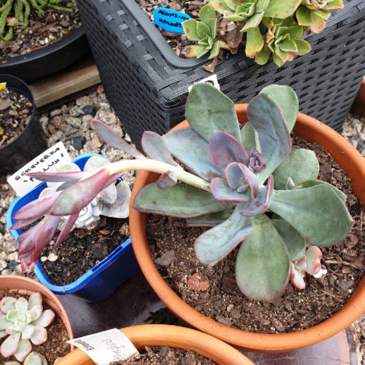 plant image 1010794 plant image 1010794