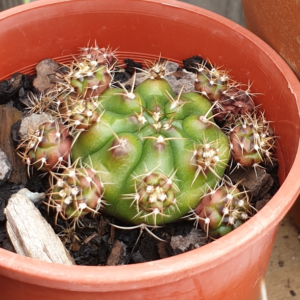 plant image 1011611