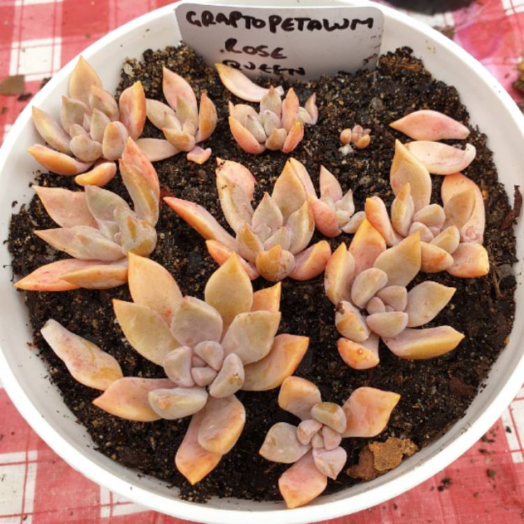 plant image 1043873