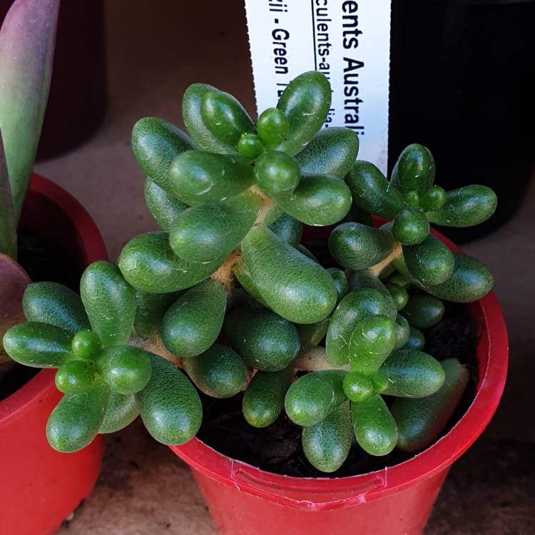 plant image 1055292