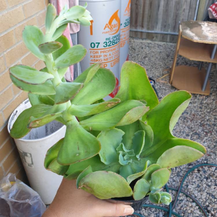 plant image 1057016 plant image 1057016