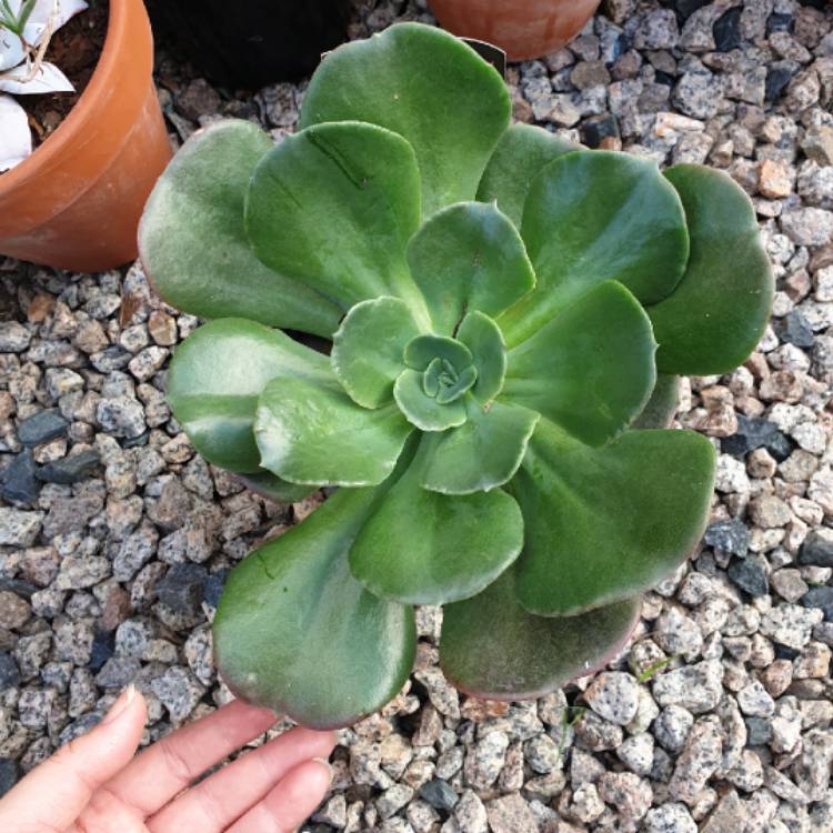 plant image 1059177
