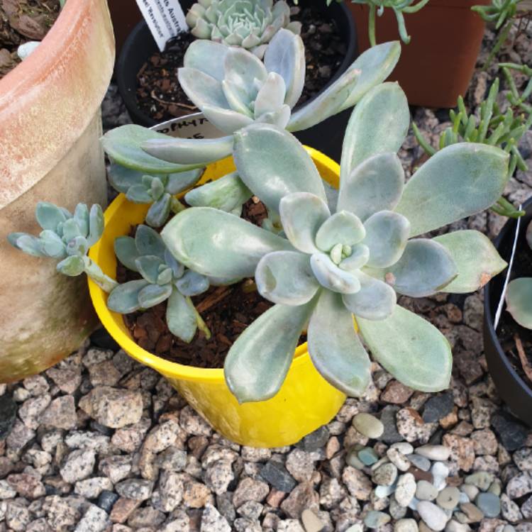 plant image 1059180