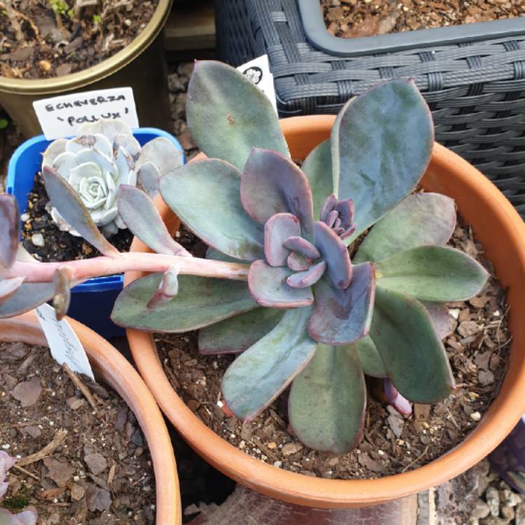 plant image 1059340 plant image 1059340