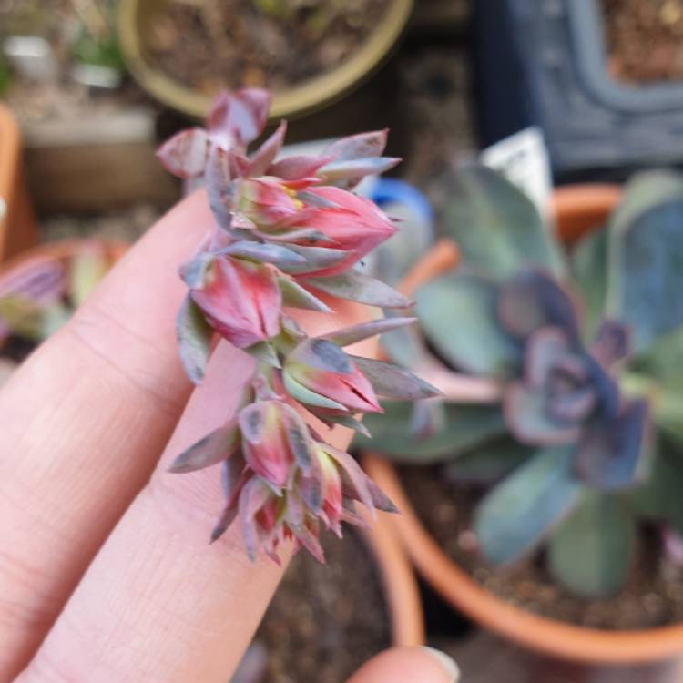 plant image 1059341 plant image 1059341