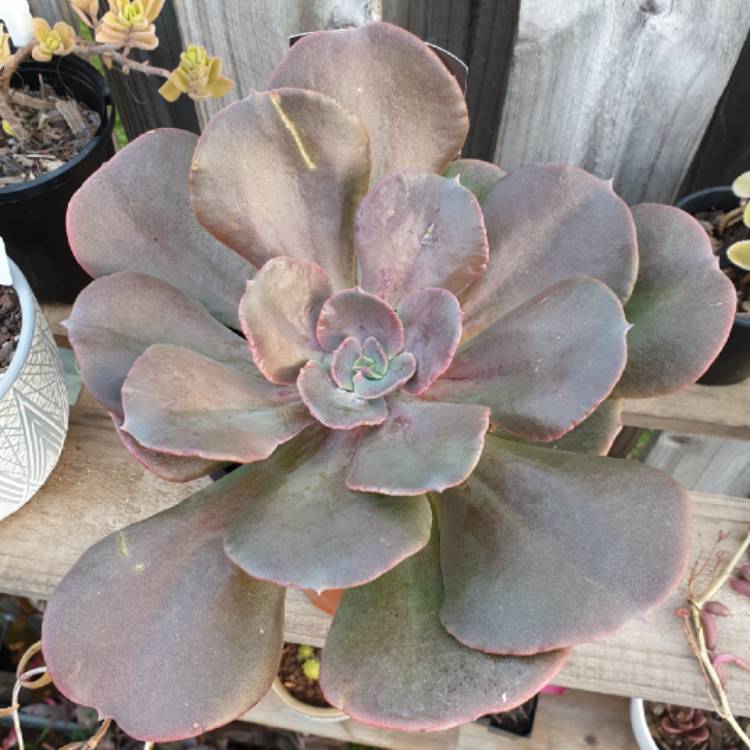 Plant image Echeveria Blue Metal