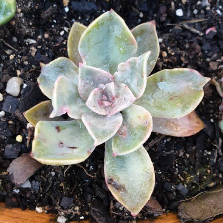 Plant image xGraptoveria Albert Baynes