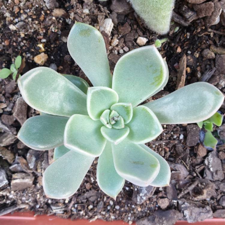 plant image 1065990