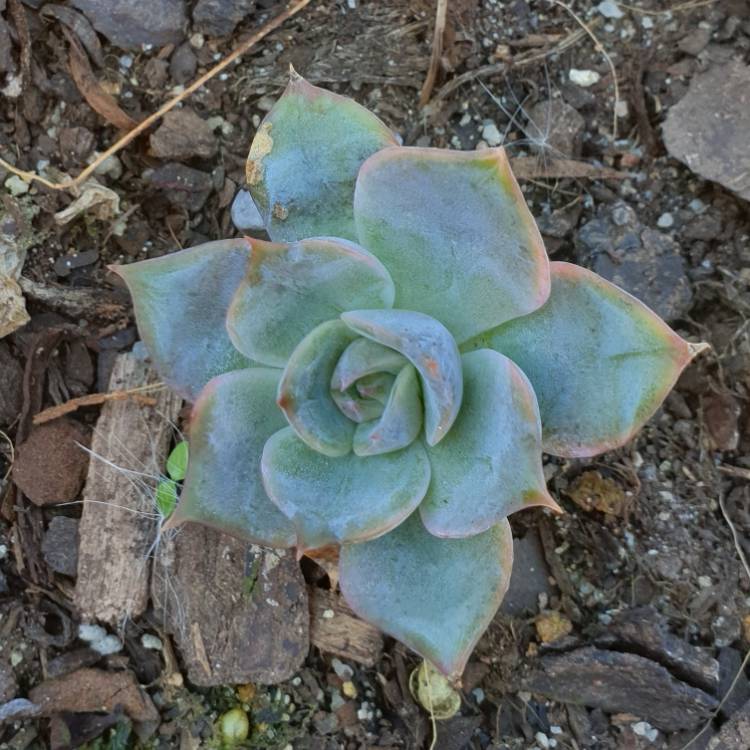 plant image 1065997 plant image 1065997