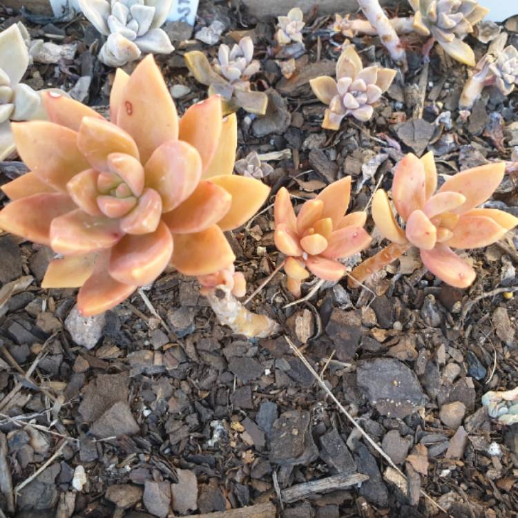 plant image 1066047 plant image 1066047