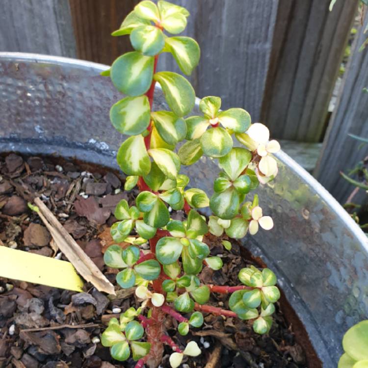 plant image 1066165 plant image 1066165