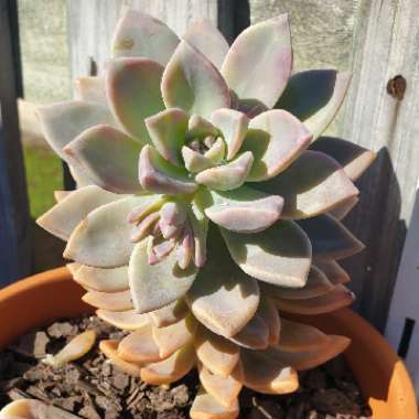 x Graptosedum Ghosty