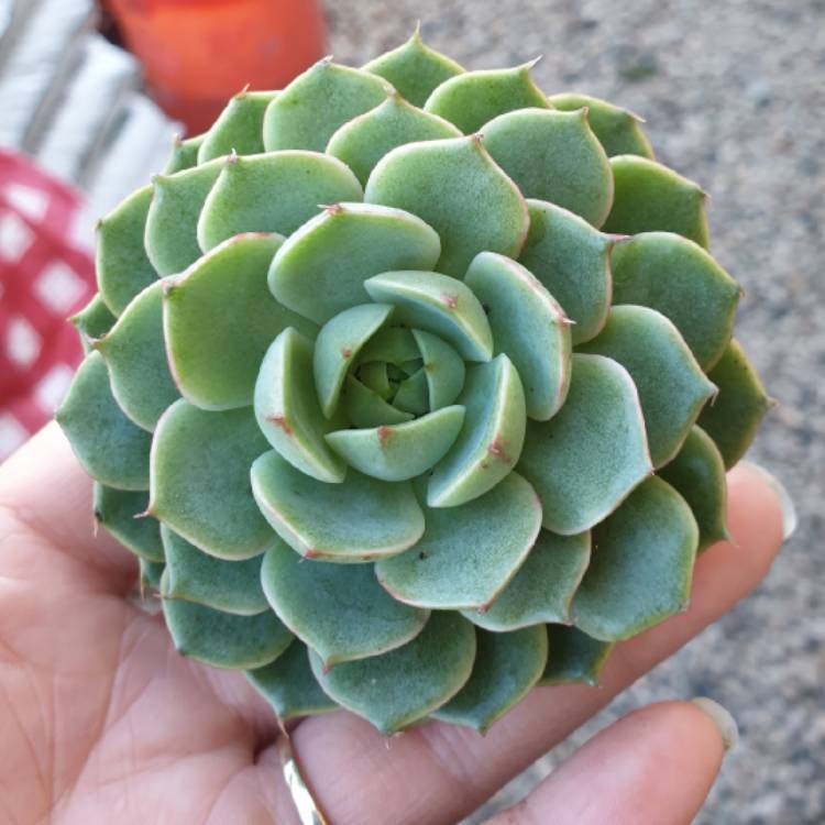 plant image 1068328