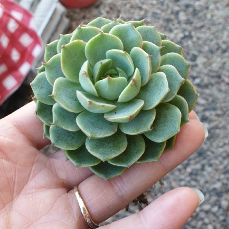 plant image 1068333