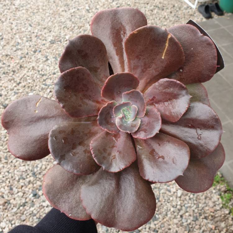 plant image 1071794