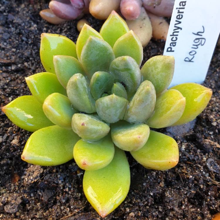 Plant image x Pachyveria Rough