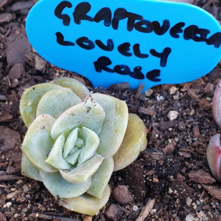 plant image 1086038