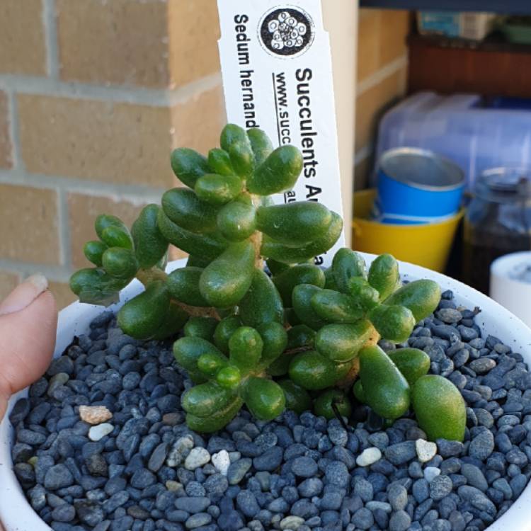 plant image 1086066