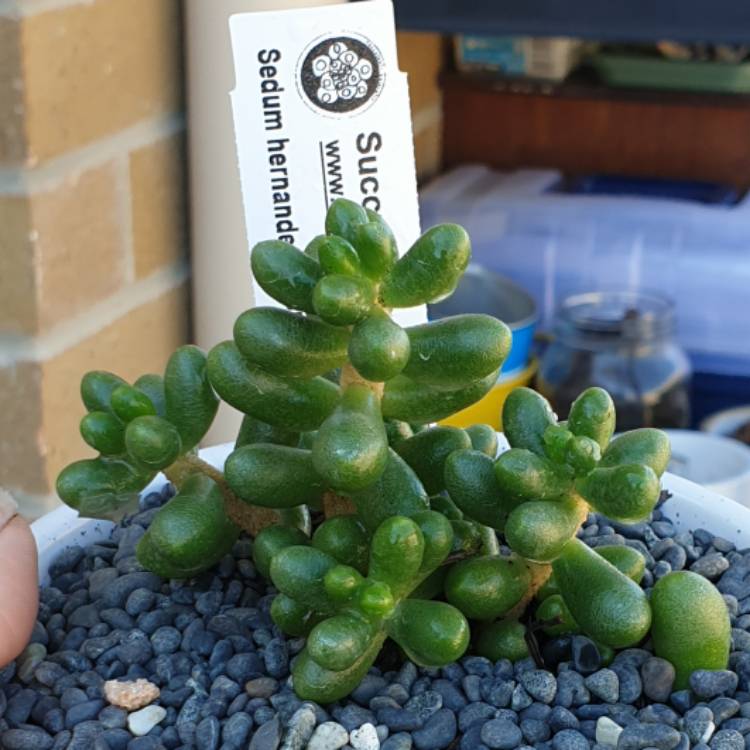 plant image 1086070