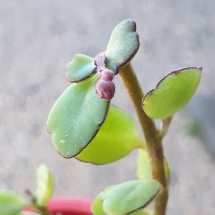 plant image 1086144 plant image 1086144