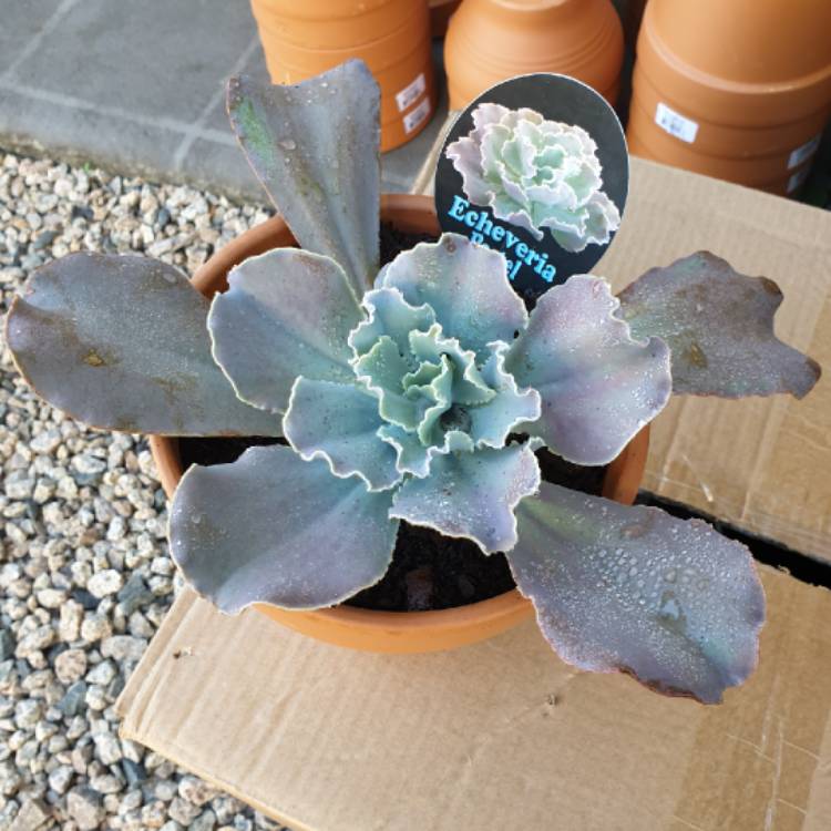 plant image 1086191