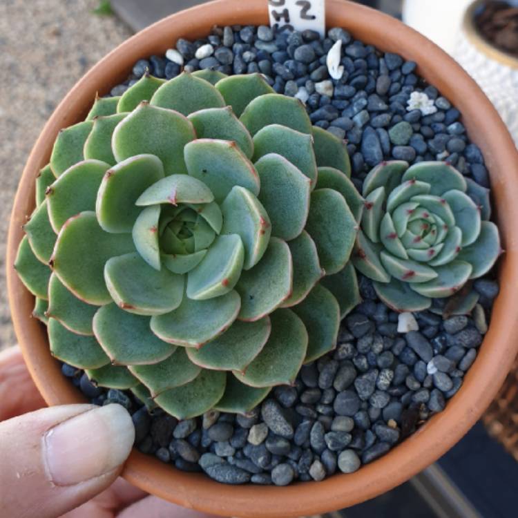 plant image 1086298