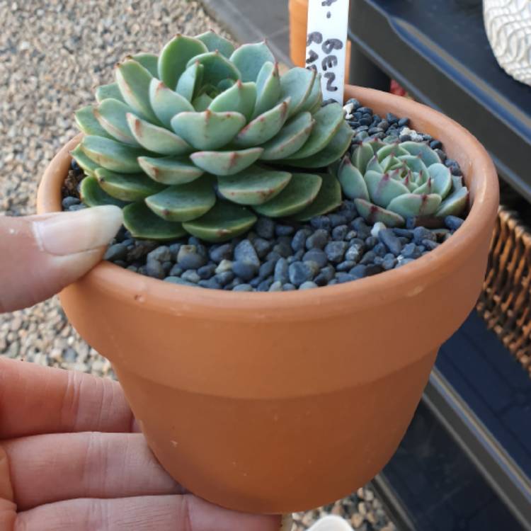 plant image 1086300