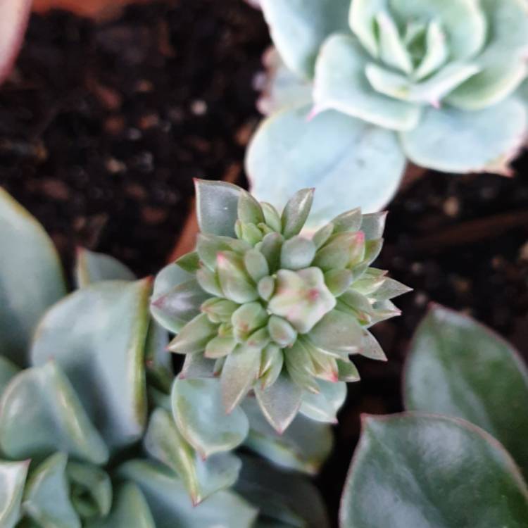 plant image 1090749 plant image 1090749