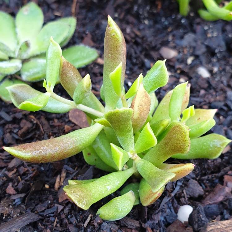 Plant image Cotyledon Papillaris
