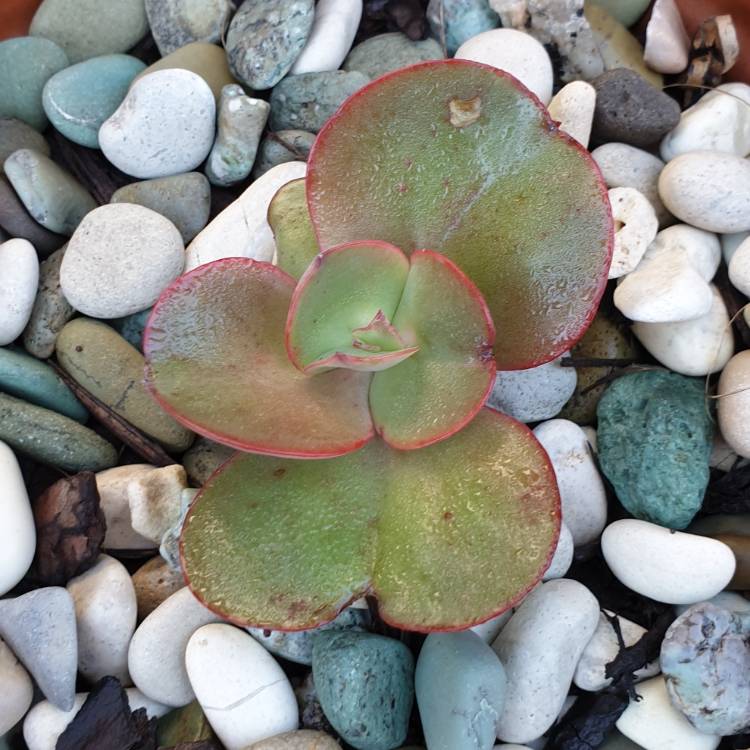 plant image 1098746 plant image 1098746