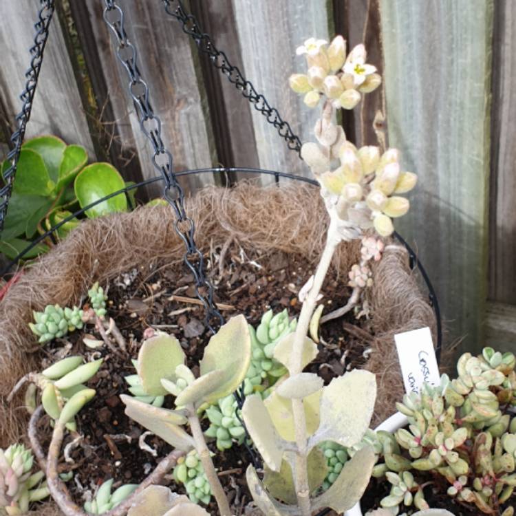 plant image 1101099