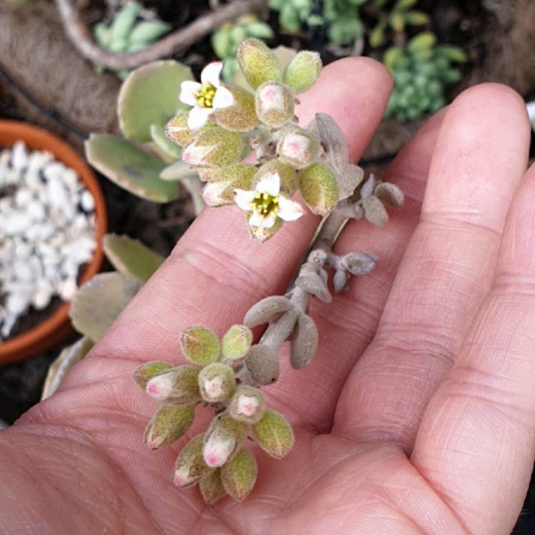 plant image 1101101