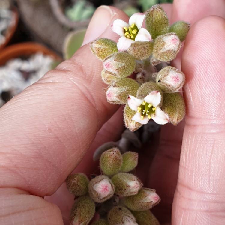 Plant image Kalanchoe millottii