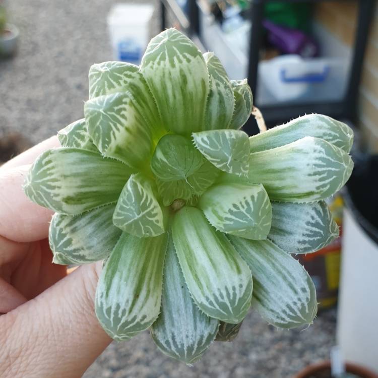 plant image 1101969