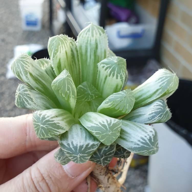 plant image 1101971